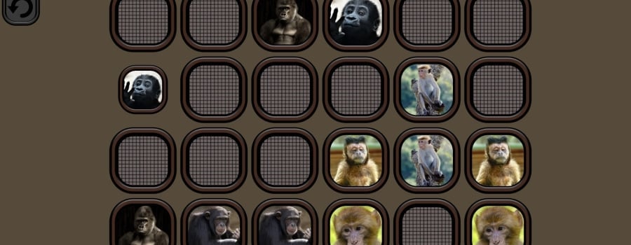 Animals Memory: Monkeys