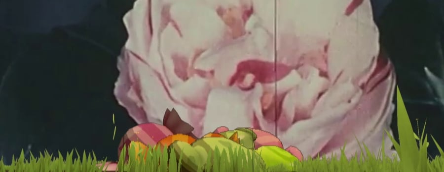 Bearly Alive
