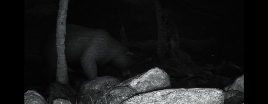 TRAILCAM