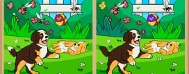 Dogs Contrast