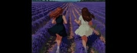 Lavender Field