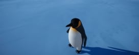 Penguin Helper