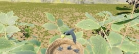 Raven Simulator