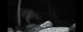 TRAILCAM