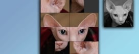 TitTok Kitty