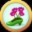 Shoe-Grown Flower