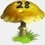 Mushrooms Collected 28