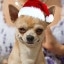 Happy Dog Year and Doggy Christmas!