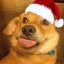 Happy Dog Year and Doggy Christmas!