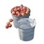 bucket of apples