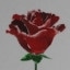 this rose is for you
