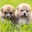 Cute Lovely Dogs #3