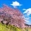 Sakura - Japanese Cherry Blossoms - #6