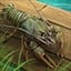 Crayfish angler