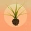 Seed 12 - Date Palm - Crops