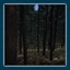 Lost in the Woods