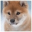 Doggy 47