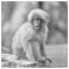 Primate 64