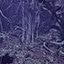 Play on the Forest Map