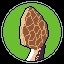 Morel Behavior