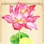 LOTUS_KING