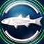 Flathead grey mullet