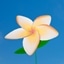 Frangipani