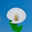 Calla lily