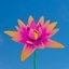 Water lily
