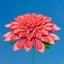 Chrysanthemum