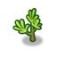 Pine Sapling