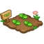 Wheat Seedling