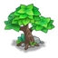 Green Peach Tree