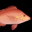 大红鱼