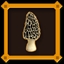 The First Morel