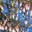 Spring 2K24 52