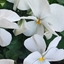Spring 2K24 78