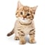 Meow!