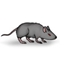 Because it's a rat!