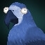 Parrots' enigma