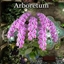 Arboretum