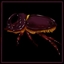 Rhinoceros Beetle expert