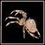 Garden Orb-Weaver Spider expert