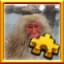 Macaques Complete!