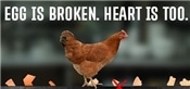 egg is broken heart is too