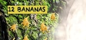 12 bananas