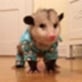 Pajama Opossum