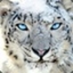 SnowLeopard