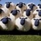 Sheep Herder