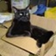 Kama The Box Cat
